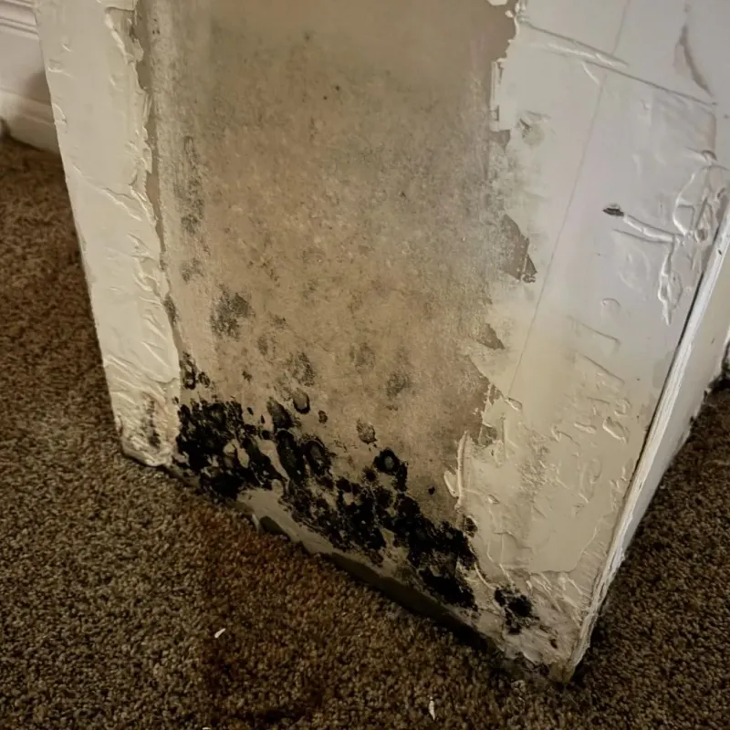 Professional Mold Removal in Marion County, IL